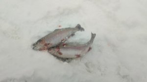 video5366298689864240478