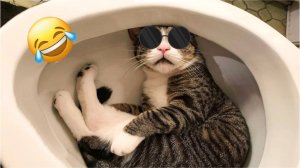 Приколы с животными 🤣СМЕШНОЕ ВИДЕО про животных😅Наши любимые смешные животные😸 Смешные видео