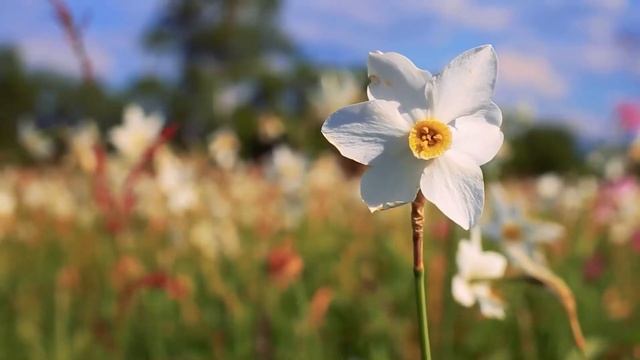 Свекровь с мужем сидели пьяные за столом! А наша дочка смотреть онлайн