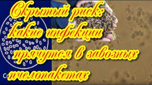 Скрытый риск: какие инфекции прячутся в завозных пчелопакетах