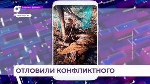 В Приморье вблизи села Барабаш отловили конфликтного тигра