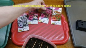 Отличный результат всходов петуний посаженных на снег. Продолжение
