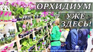 ЗИМНИЙ Орхидиум САМЫЙ РАННИЙ ОБЗОР 21 декабря 2025