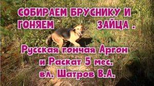 СОБИРАЕМ БРУСНИКУ И ГОНЯЕМ ЗАЙЦА. Русская гончая Аргон и Раскат 5 мес. вл. Шатров В.А.#топ#hunting