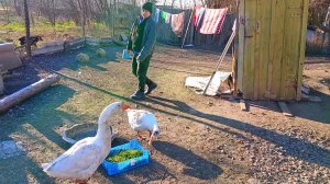 Жизнь в деревне. Пошла я управлять свою бригаду