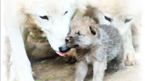 Семья Олег Юргаев