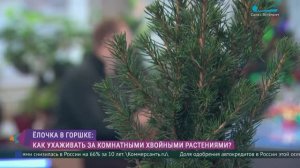 Ёлка в горшке: как ухаживать за комнатными хвойными растениями?