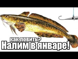 Как наловить много налима в январе? Секреты ловли налима в январе! Где искать налим в январе?