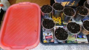 Сажаю на рассаду семена многолетних цветов для цветения в этом сезоне