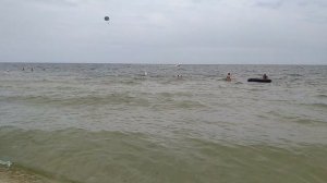 Нашли чайку на берегу Азовского моря уставшую после шторма