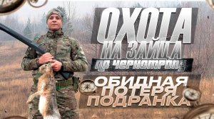 ОХОТА НА ЗАЙЦА 2025 БЕЗ СНЕГА | МНОГО ЗАЙЦЕВ НА ПУТИ