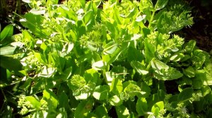 Молодые нежные листья очитока на клумбе