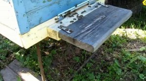 Развитие слабого отводка спустя два месяца. Часть 7