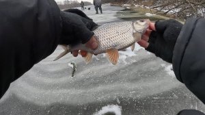 Ловля на безмотылку. Первый лед 2025-26