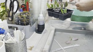 Укоренение листиков фиалок сразу на фитиль 🙈☘️🌿🤪