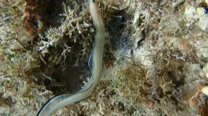 Ariosoma balearicum.