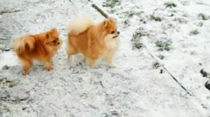 Дождались...Макеевка ДНР Россия , гуляем ...