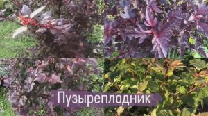 Пузыреплодник