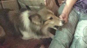 Блэкки и Лета с косточкой апр2022