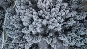 Положите это на новогодний стол - Весь год будет успех.