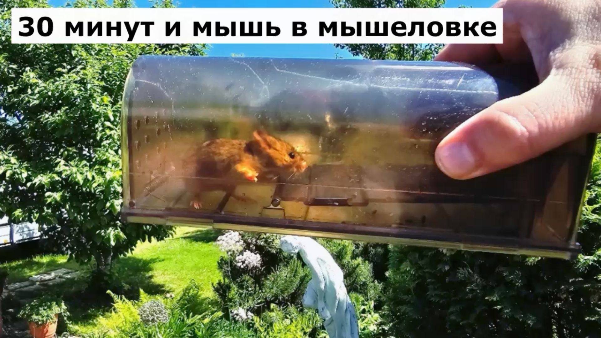 Мышеловка для МЫШЕЙ Гуманная смотреть онлайн