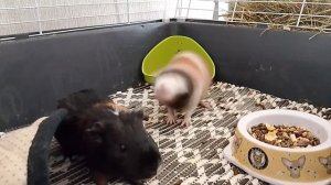 мышки малинькие