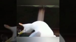 Маленький сборник смешных видео