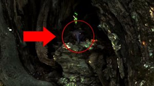 Странное существо случайно попало в камеру видео в лесу