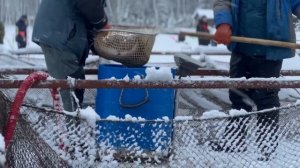 Запуск форели