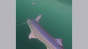 Большая голубая акула на крючке, Итуруп