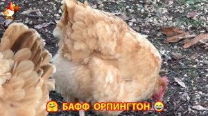 Куры Бафф Орпингтон ласковые золотые несушки❣️🤗😂 (155)