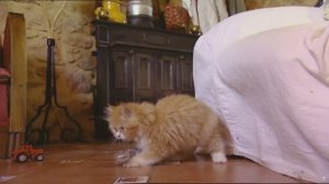 Животные, подобные нам.  Игры. ПЕРЕВОД. док.фильм