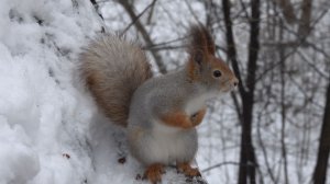 Прибежала одна белка