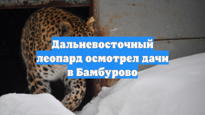 Дальневосточный леопард осмотрел дачи в Бамбурово
