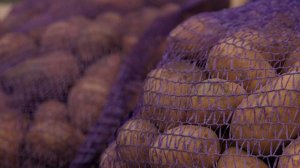 Ног азы бæрæгбоны агъоммæ Дзæуджыхъæуы байгом уыдзæн хъæууон-хæдзарадон армукъа