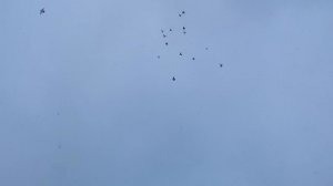 26.12.2025г Подъём Голубей в Небо в Память Друга Нашего Владимира!!!