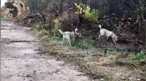 ПРОГУЛКА НАШИХ АБОРИГЕНОВ