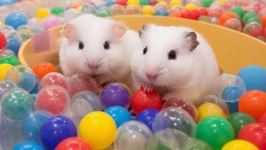 МУЛЬТИКИ ДЛЯ ДЕТЕЙ | МУЛЬТФИЛЬМЫ ДЕТЯМ