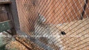 Двое рысят из Подмосковья поселились в вольерном комплексе «Лаура» в Сочи