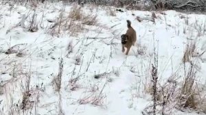 👑ИМПЕРИЯ ТИТАНОВ👑РАННЯЯ ВЯЗКА И ЕЁ ВЛИЯНИЕ НА ЗДОРОВЬЕ СОБАКИ#гампр#