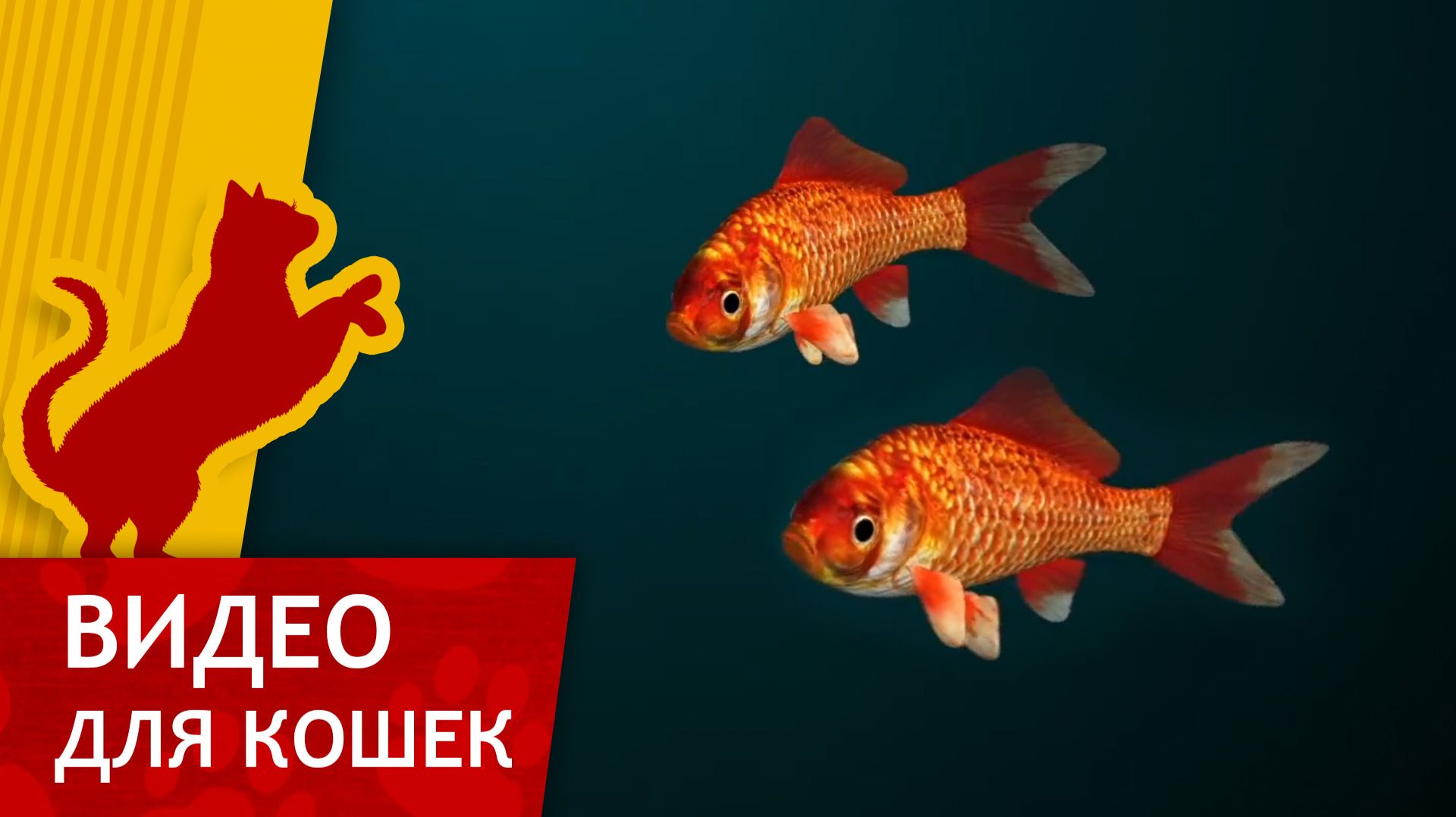 Видео для кошек - Поймай Красную рыбку (Ваш кот будет доволен!) смотреть онлайн