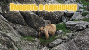 Умереть в одиночку . Жизнь подписала Сергею приговор и он, как волк, ушел умирать в одиночку в тайгу