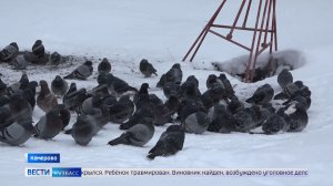 Голуби мёрзнут: кемеровчане недовольны решётками на отдушинах в доме на Патриотов