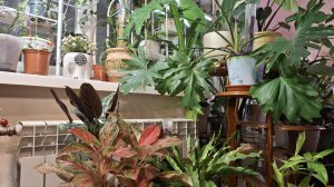 Предновогодняя суета продолжается