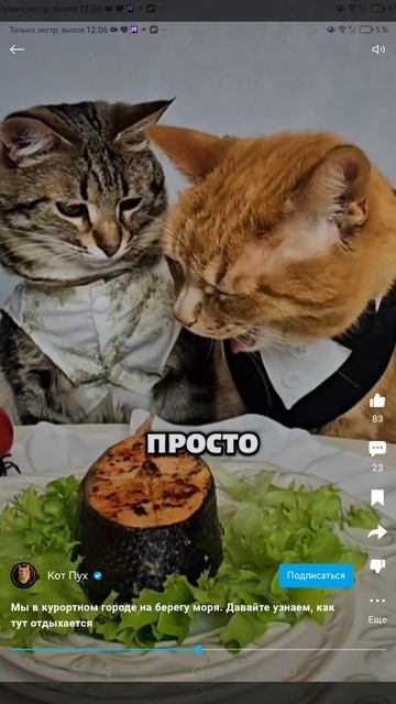 Котики На пляже смотреть онлайн