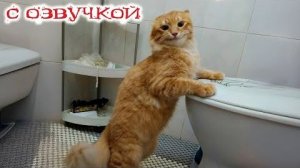 Приколы с котами! С ОЗВУЧКОЙ! Смешные коты и кошки! Самые смешные животные! ДО СЛЕЗ!