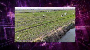 Область в сети № 330