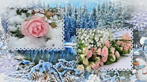 Розы в Зимнюю пору 1 от Киностудии Мудрого Кота Тимофея!