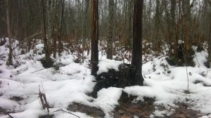 Вместо Зайцев на солонце сойки и мышовки.