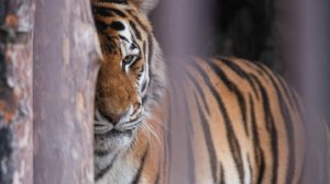 Амурского тигра насмерть сбили сразу четыре автомобиля в Хабаровском крае